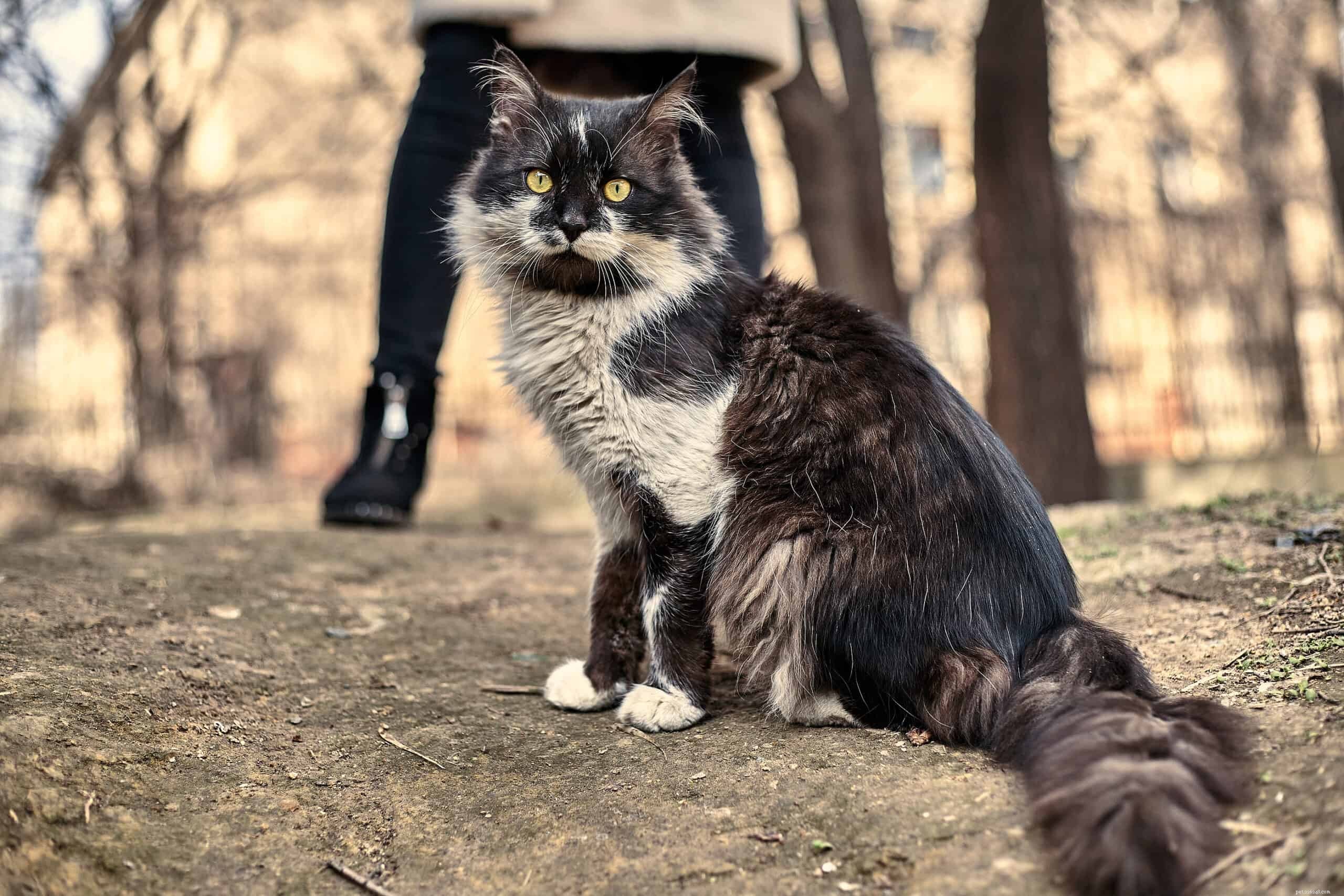 How to Care for Feral Cats: Practical Steps to Support Stray Felines