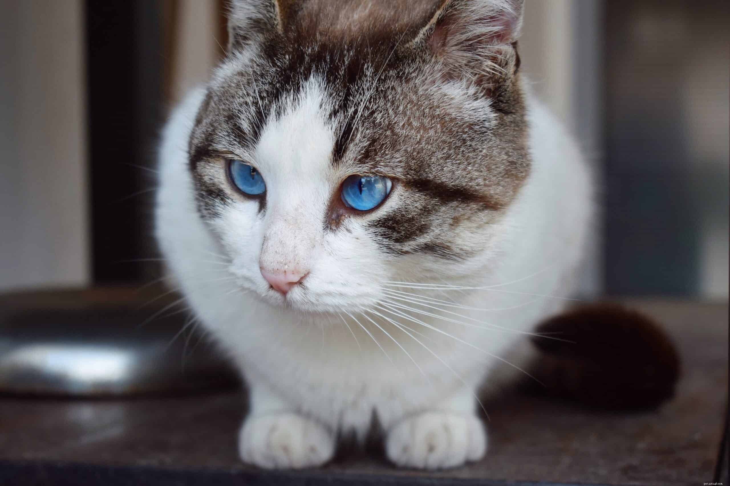 How to Spot and Prevent Cat Dehydration: Key Signs and Solutions