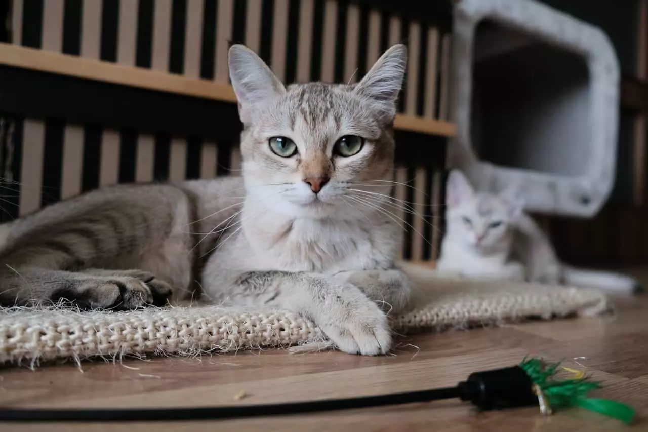 How to Spot and Prevent Cat Dehydration: Key Signs and Solutions