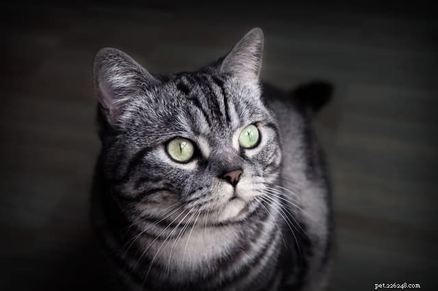 What Makes a Cat’s Nose Wet? The Science Behind Your Feline’s Moist Snout