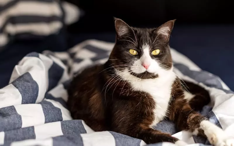 What Makes a Cat’s Nose Wet? The Science Behind Your Feline’s Moist Snout
