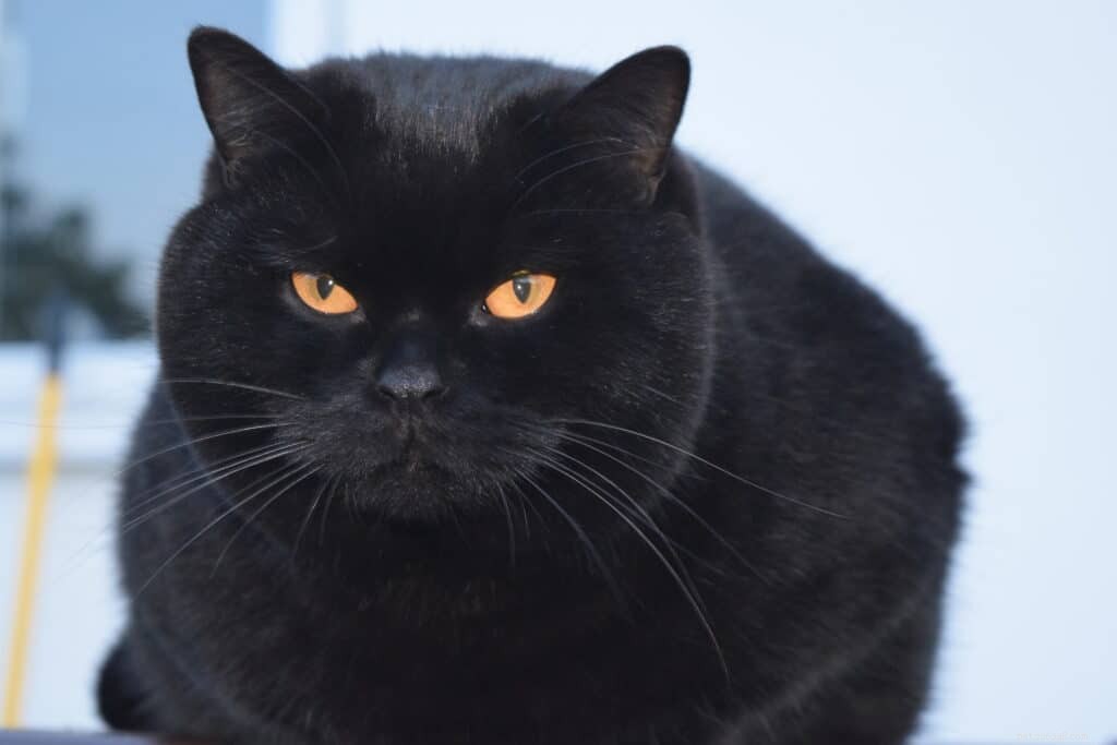 7 Key Red Flags to Watch for Your Cat’s Senior Years