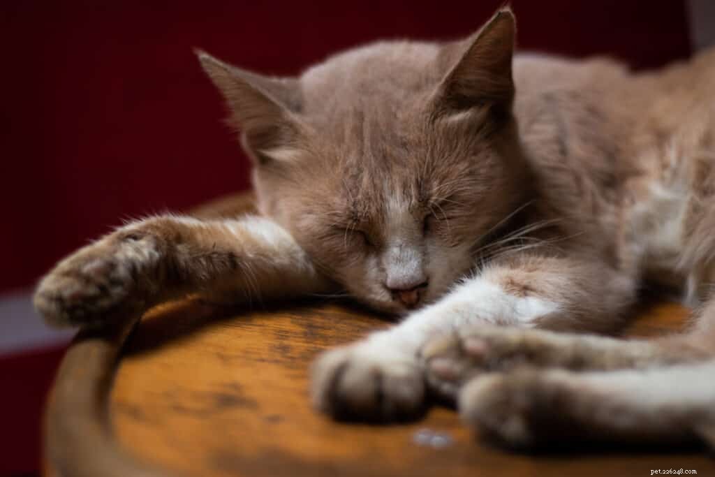 7 Key Red Flags to Watch for Your Cat’s Senior Years