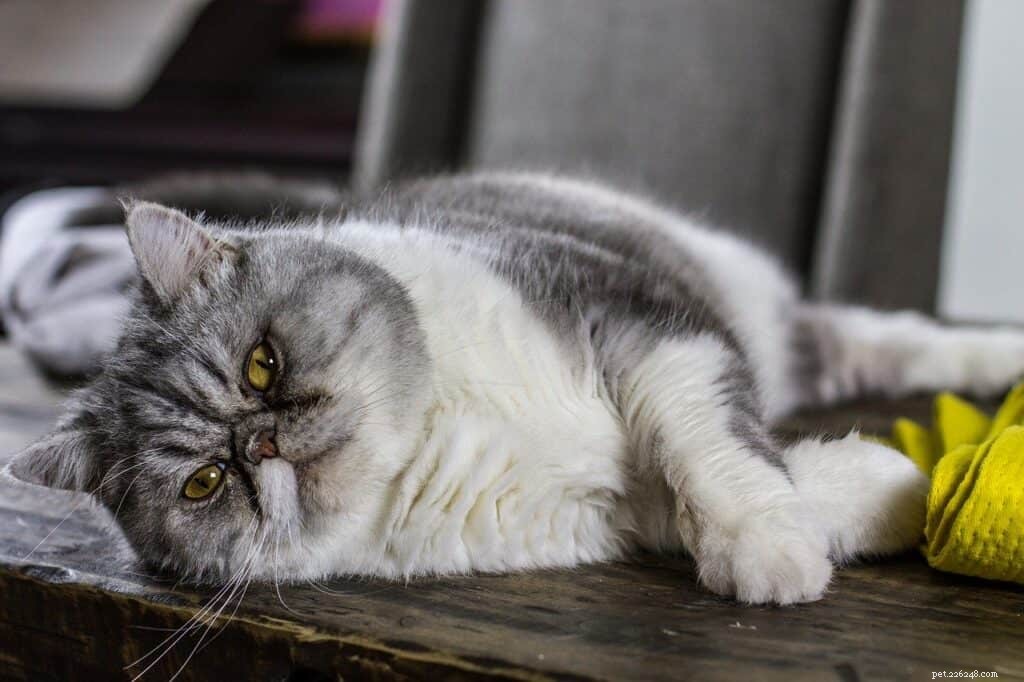 7 Key Red Flags to Watch for Your Cat’s Senior Years