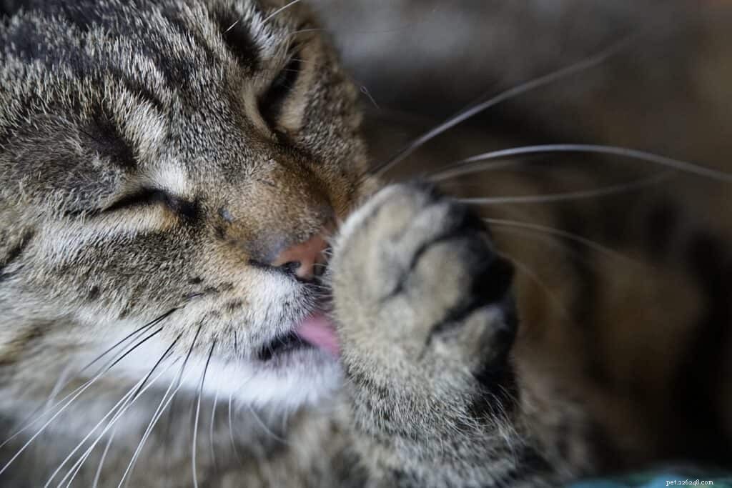 7 Key Red Flags to Watch for Your Cat’s Senior Years