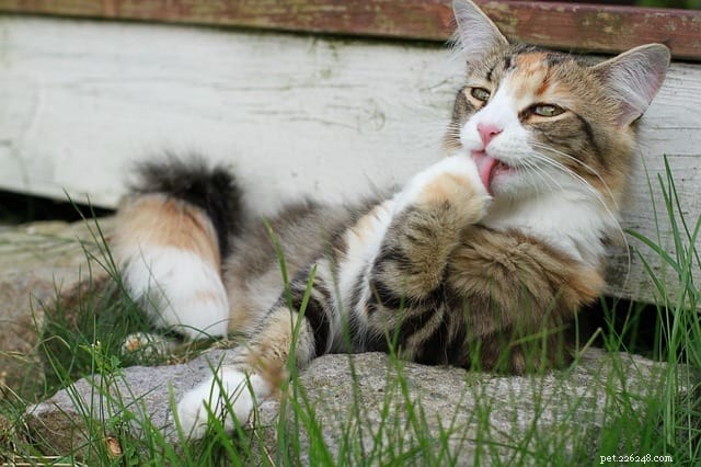 Recognizing Allergy Symptoms in Cats: What Owners Need to Know