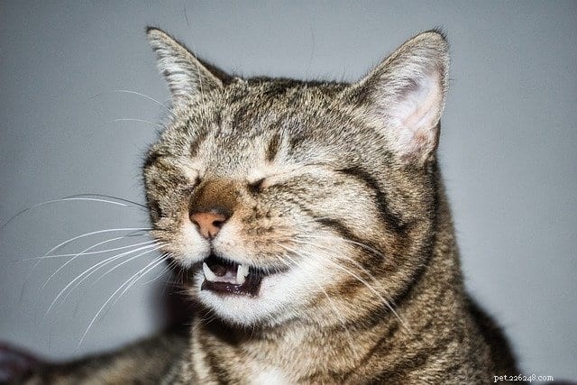 Recognizing Allergy Symptoms in Cats: What Owners Need to Know