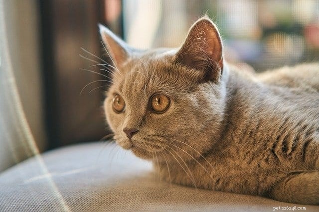 Recognizing Allergy Symptoms in Cats: What Owners Need to Know