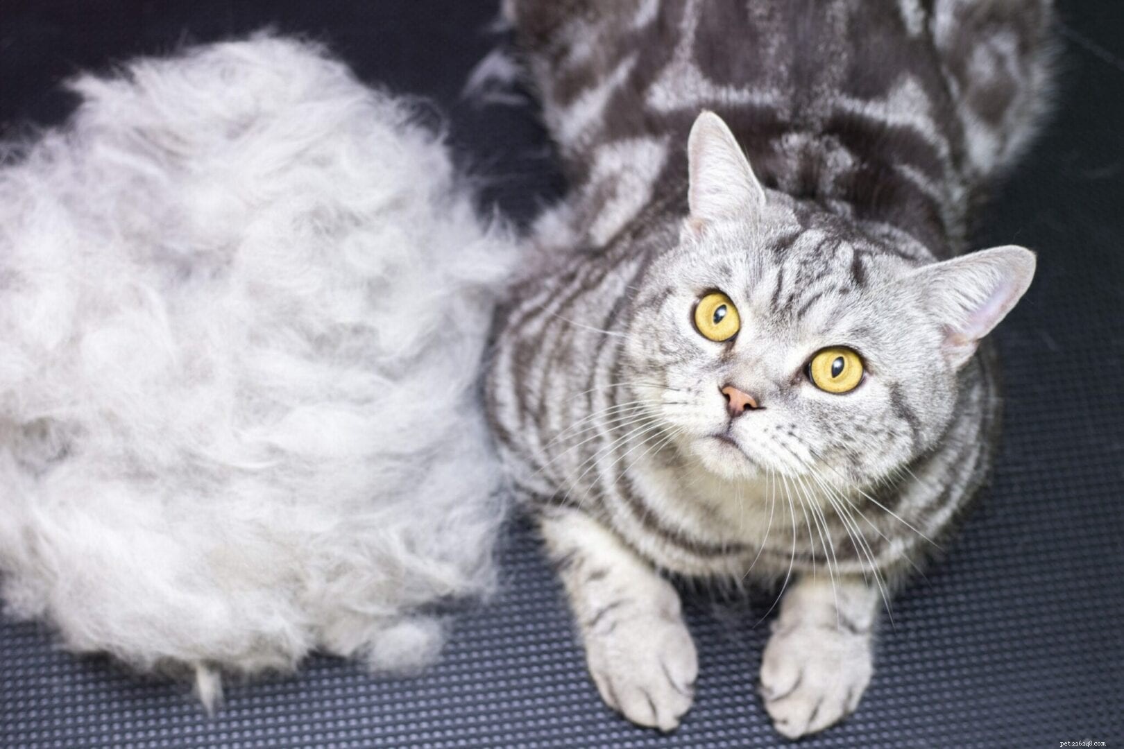 Understanding Cat Shedding: Why Your Feline Loses More Hair