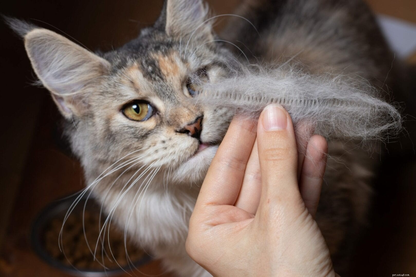 Understanding Cat Shedding: Why Your Feline Loses More Hair