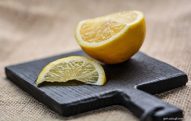 6 Human Foods That Are Toxic to Cats (and How to Keep Them Safe)