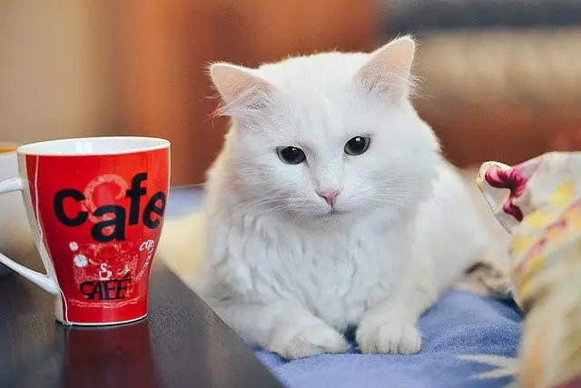 6 Human Foods That Are Toxic to Cats (and How to Keep Them Safe)