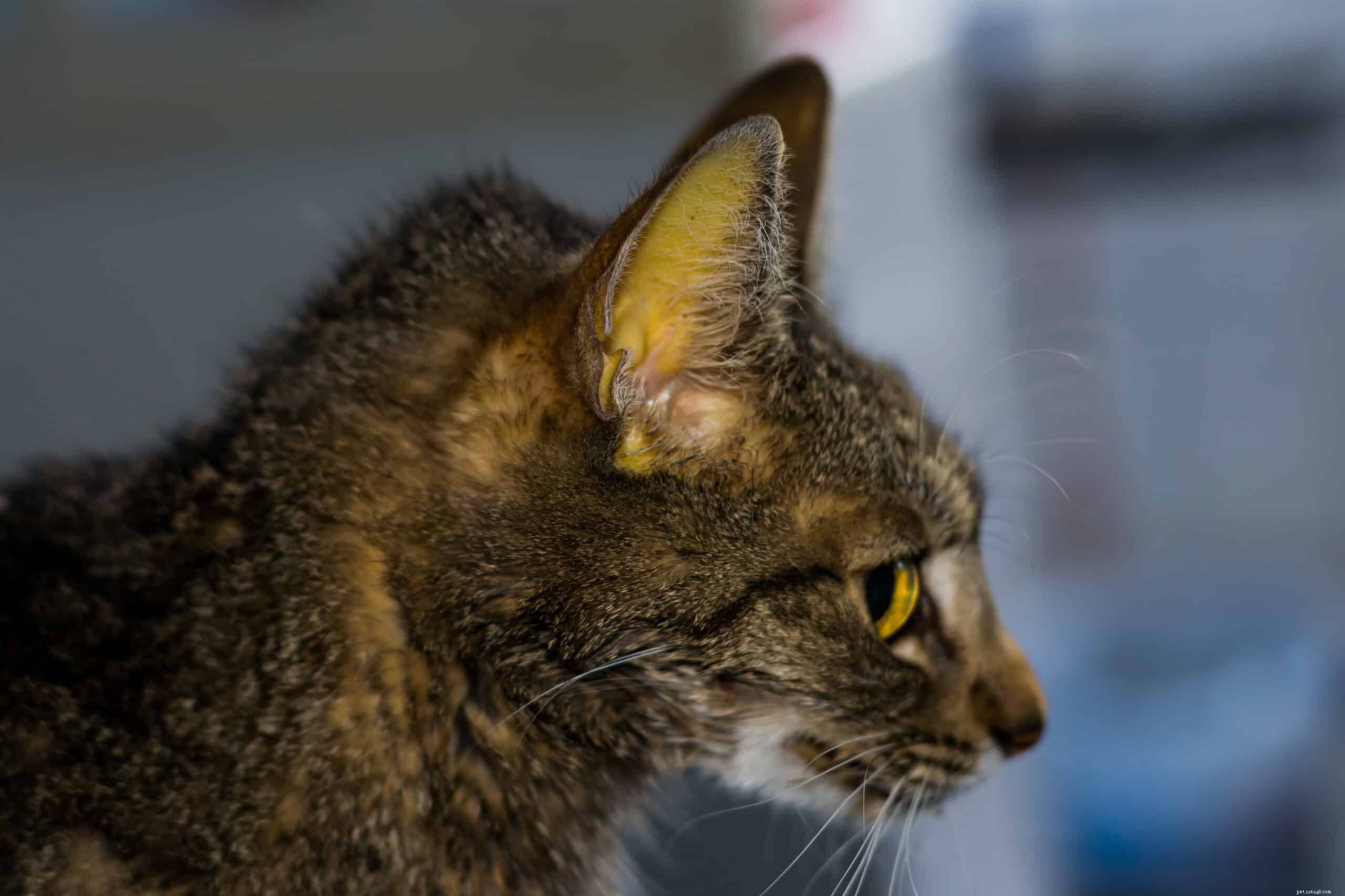 Cat Jaundice Explained: Symptoms, Causes, and How to Help