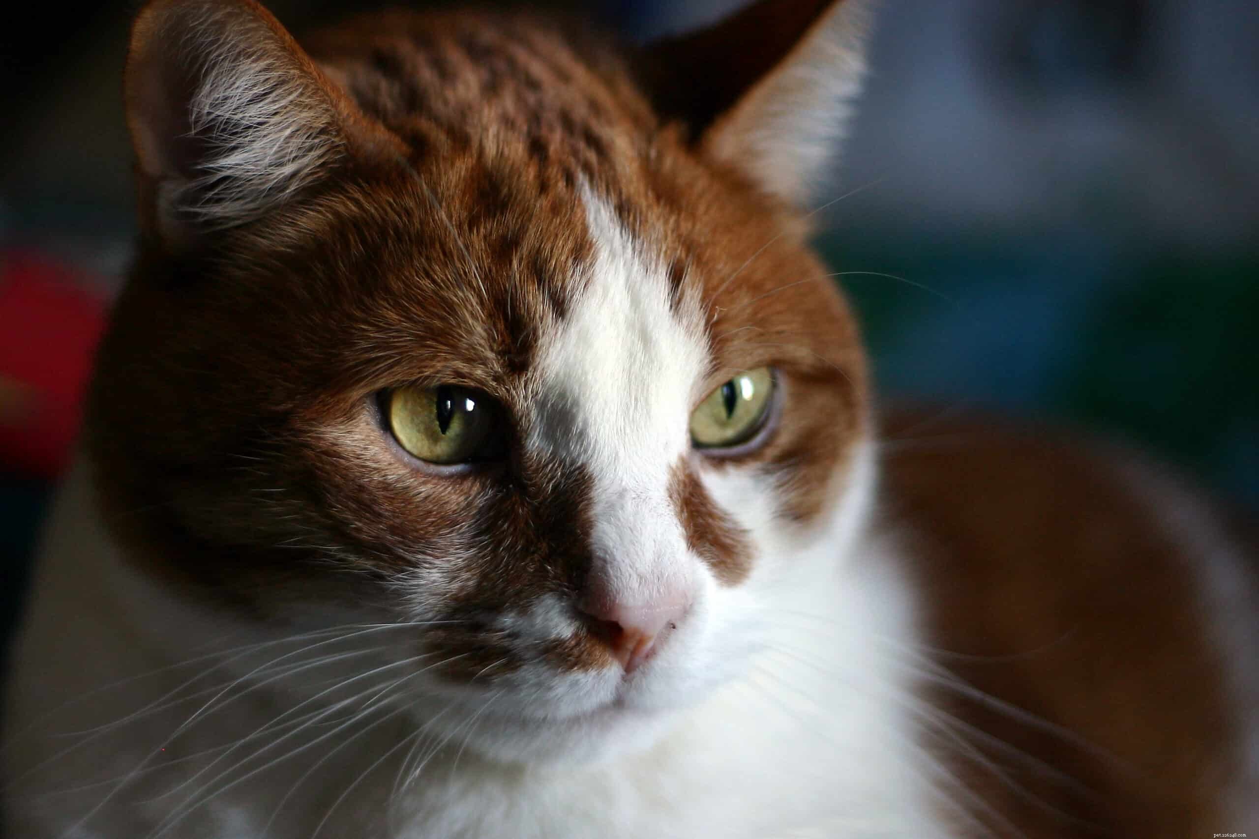 Hidden Cat Health Issues: What Owners Should Watch For