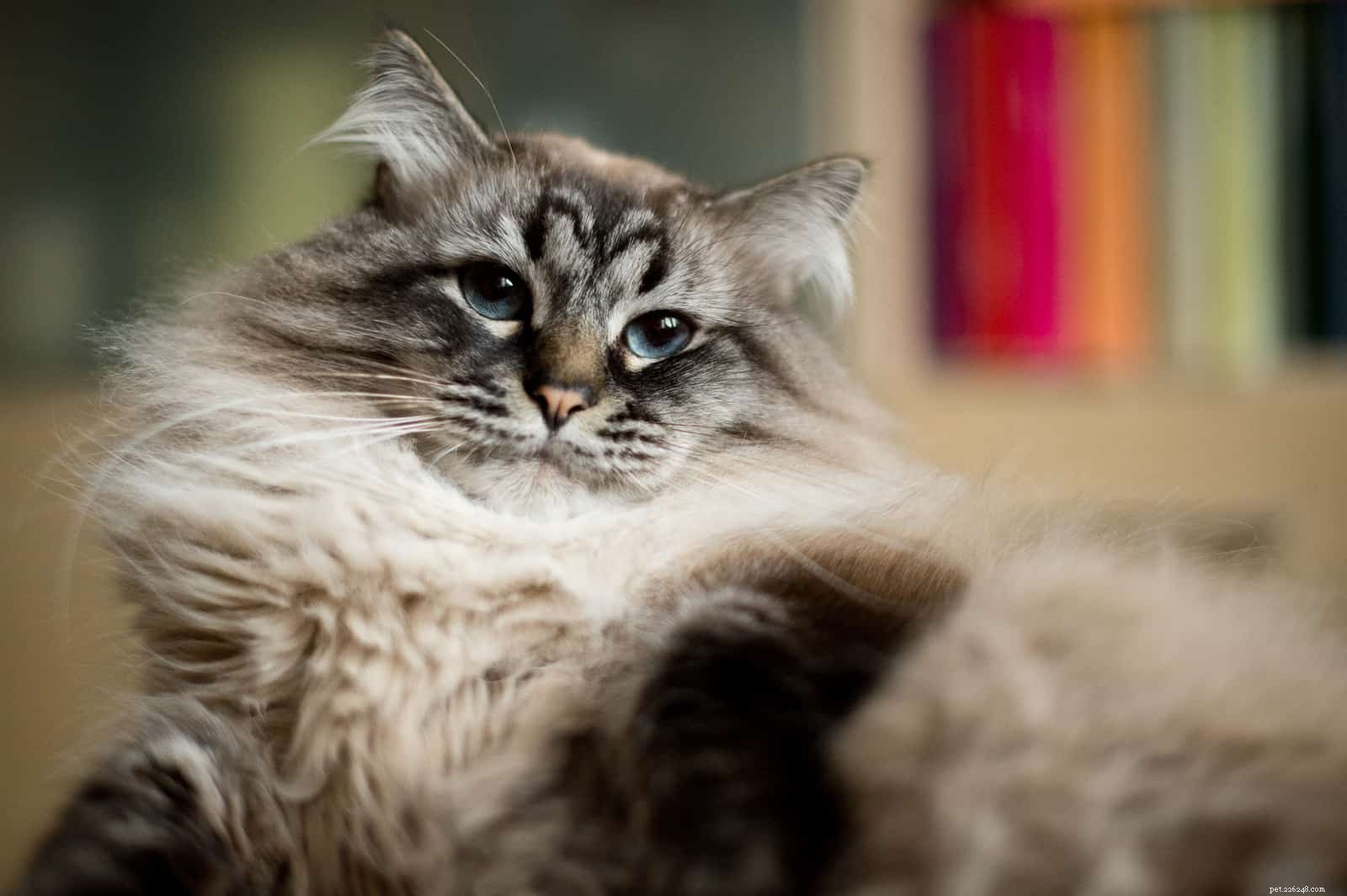 Hidden Cat Health Issues: What Owners Should Watch For