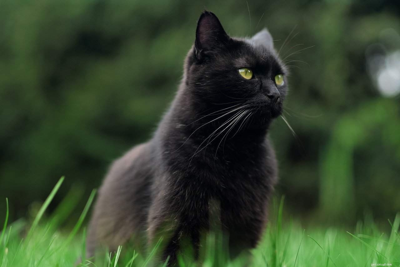 Keep Your Cat Safe This Halloween: Why Indoor Pets Are the Smart Choice