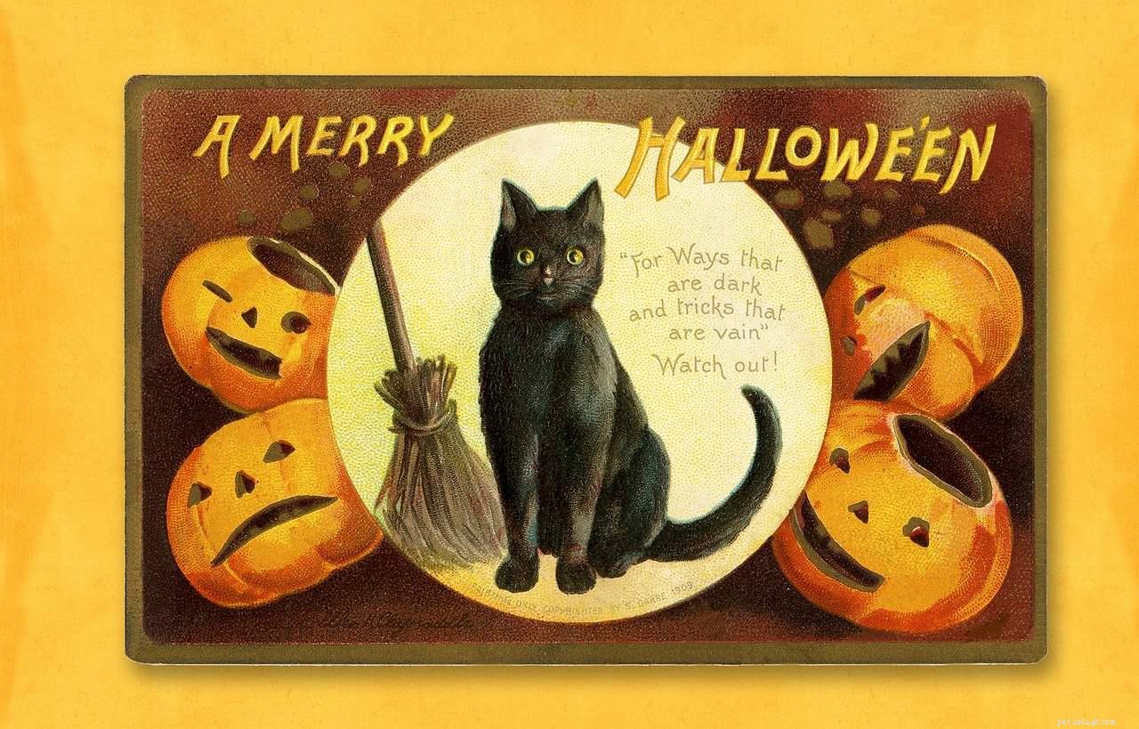 Keep Your Cat Safe This Halloween: Why Indoor Pets Are the Smart Choice