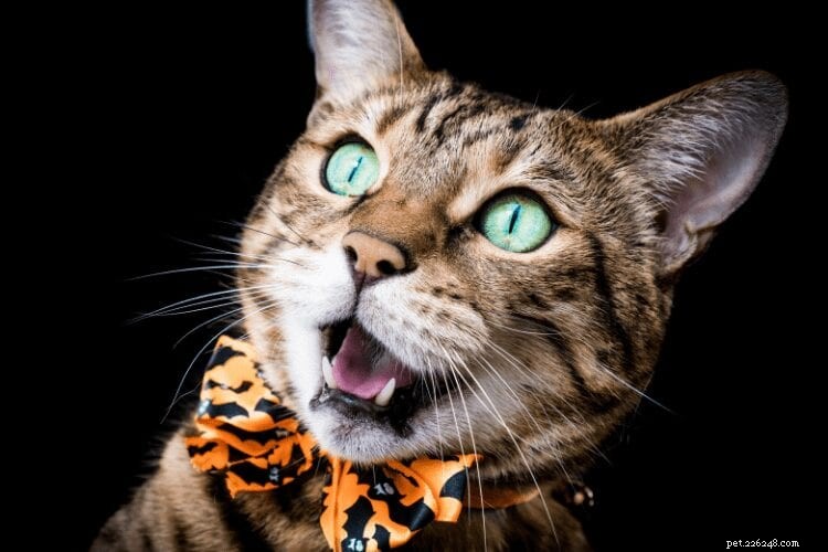 Keep Your Cat Safe This Halloween: Why Indoor Pets Are the Smart Choice