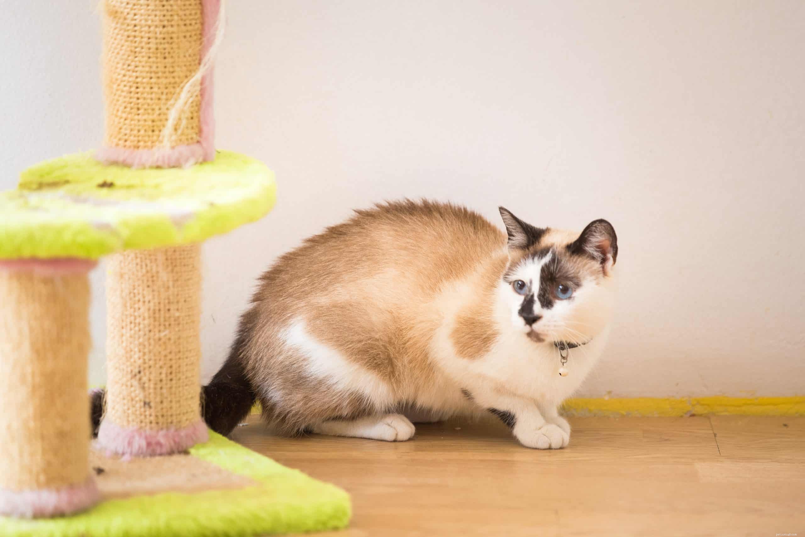 Recognizing Stress in Your Cat: 7 Key Signs & How to Help