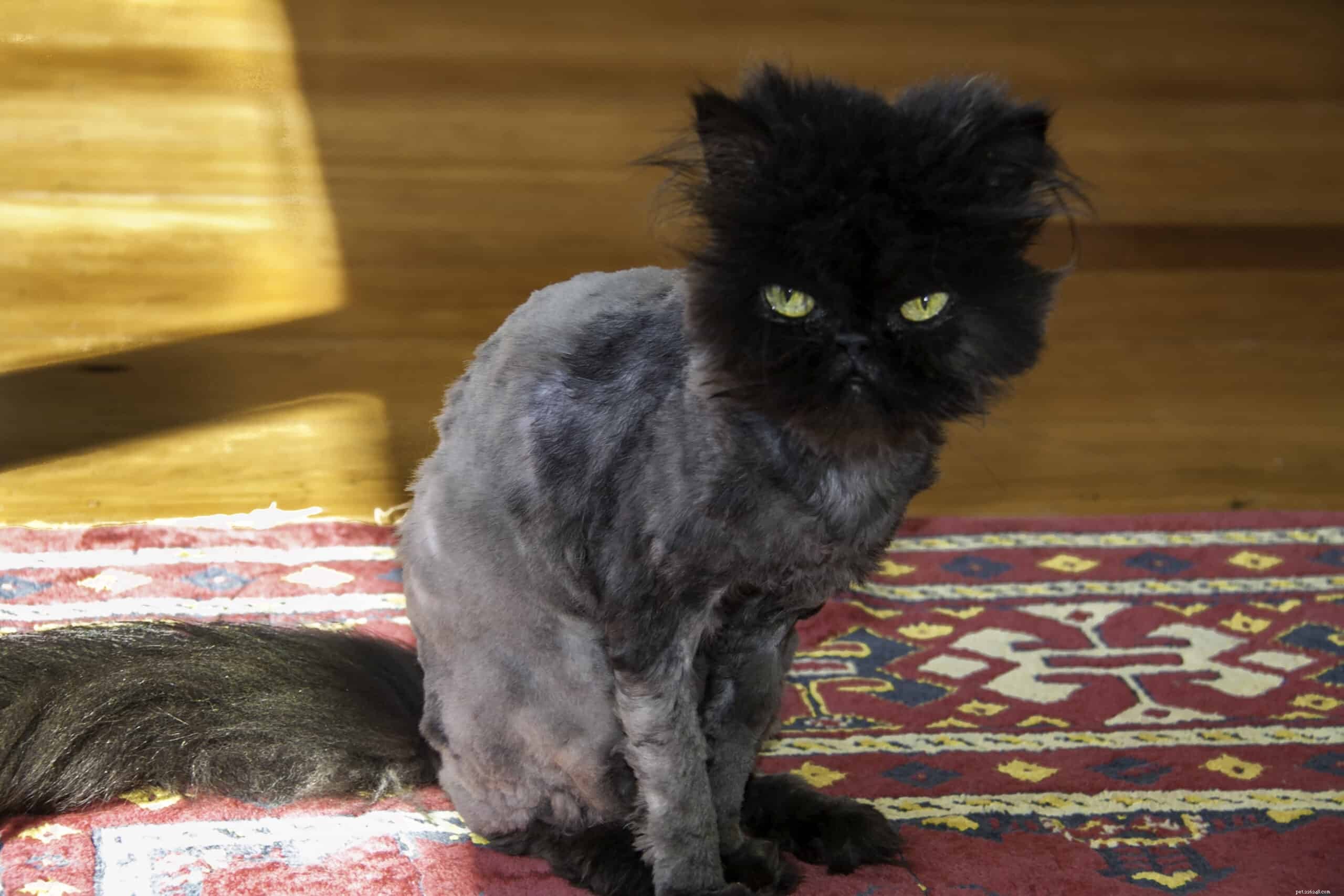 Important Considerations Before Shaving Your Cat