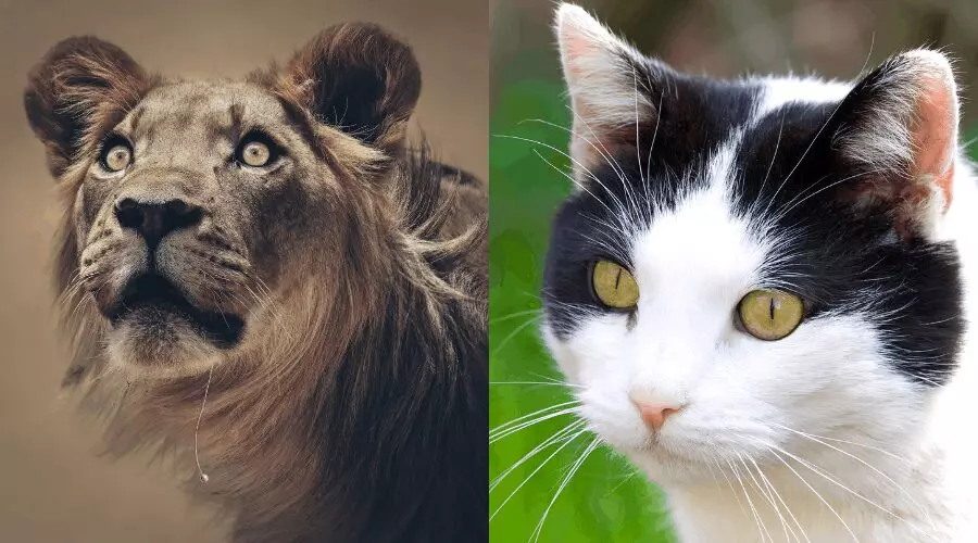 The Science Behind Cats  Round Pupils: Why Some Cats Deviate from the Typical Slit Shape