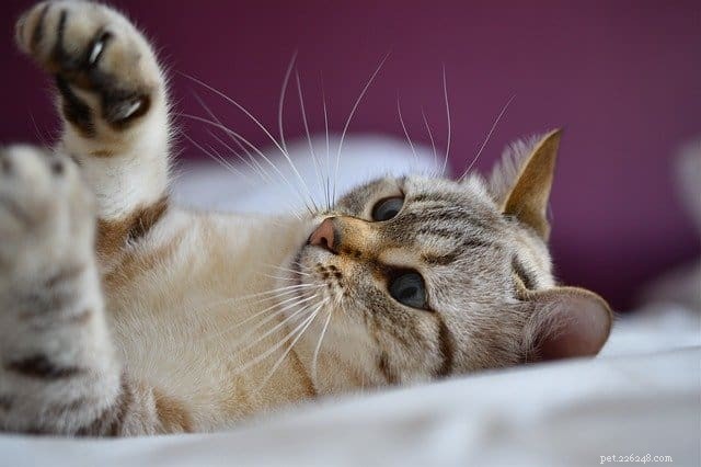 Keep Your Cat Safe: The Hidden Dangers of Hair Ties and How to Prevent Them