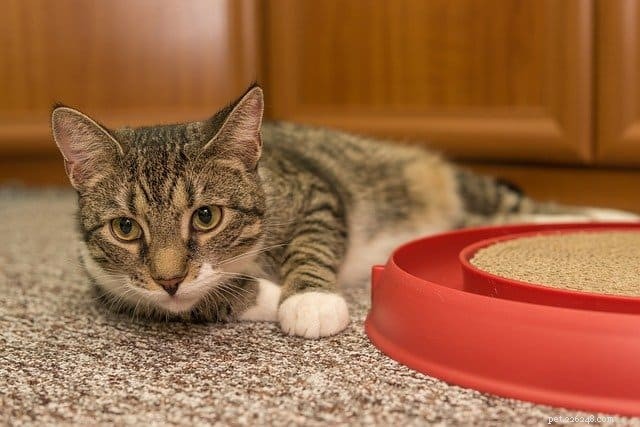 Keep Your Cat Safe: The Hidden Dangers of Hair Ties and How to Prevent Them