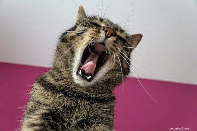 Keep Your Cat Safe: The Hidden Dangers of Hair Ties and How to Prevent Them