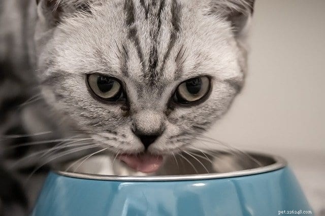 10 Signs Your Cat Needs a Veterinary Visit