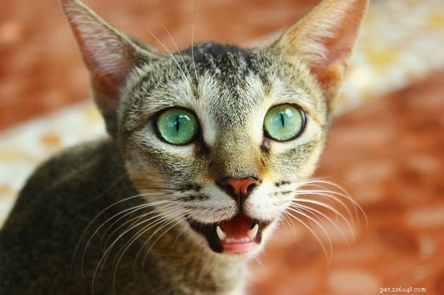 10 Signs Your Cat Needs a Veterinary Visit