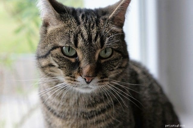 10 Signs Your Cat Needs a Veterinary Visit