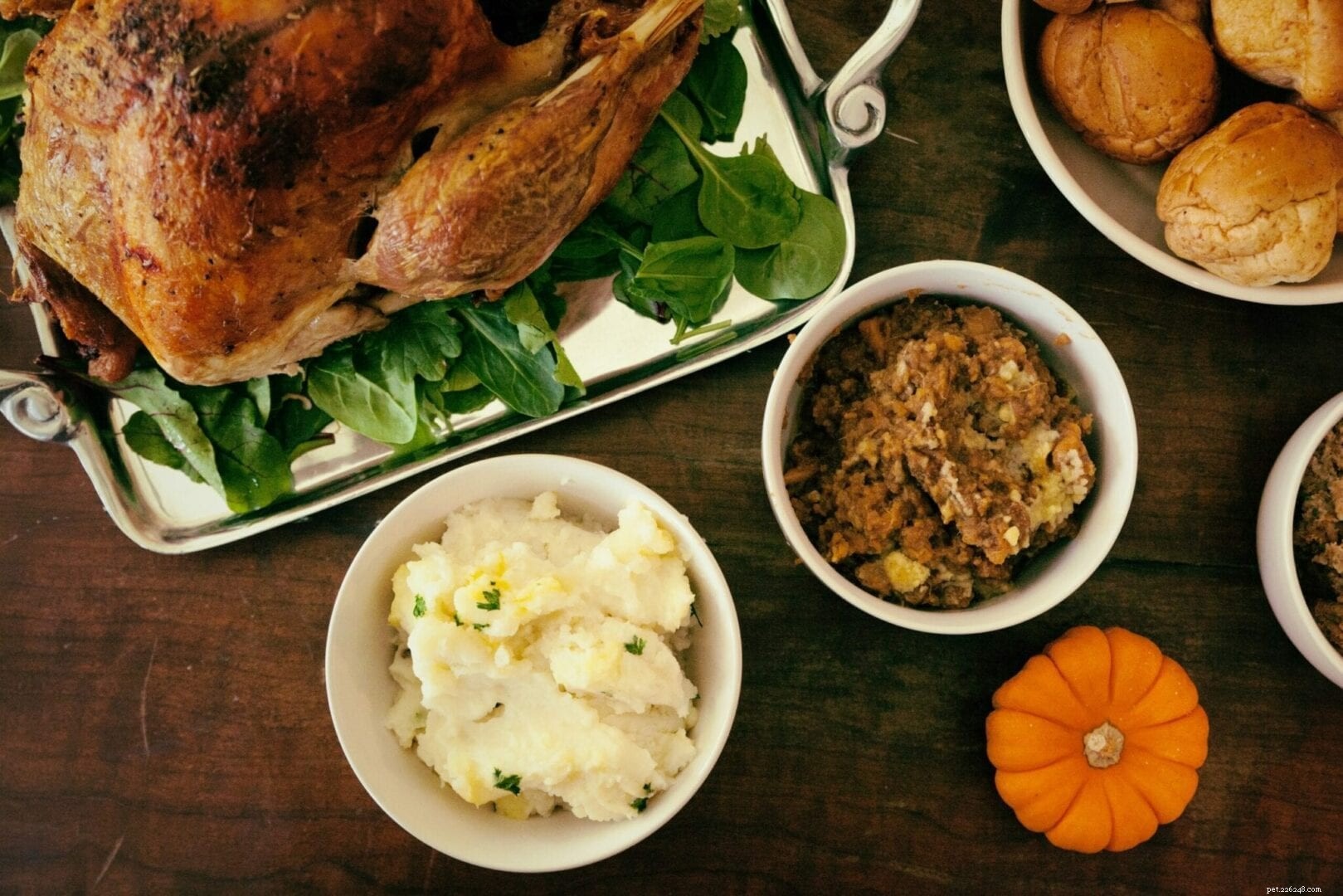 Safe & Delicious Thanksgiving Treats for Your Cat