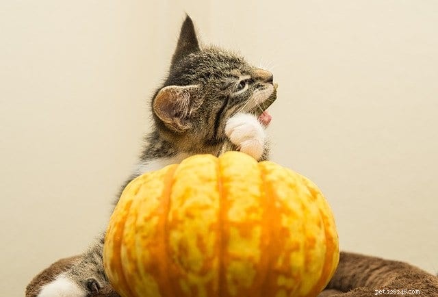 Safe & Delicious Thanksgiving Treats for Your Cat