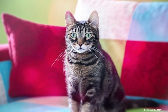 Understanding Feline Dementia: Signs, Causes, and Care for Aging Cats