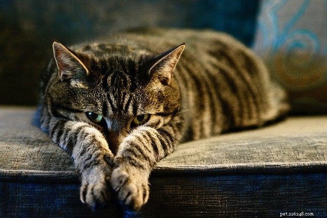 Understanding Feline Dementia: Signs, Causes, and Care for Aging Cats