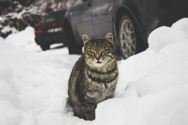 Essential Winter Care Tips to Protect Your Cat