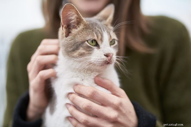 Can Cats Develop Allergies to Humans?