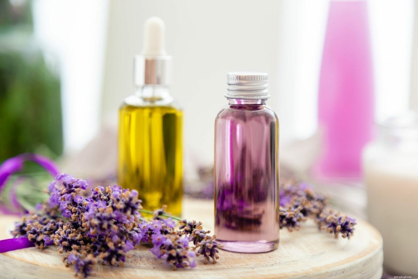 19 Odors Your Cat Absolutely Dislikes – Keep Your Feline Safe