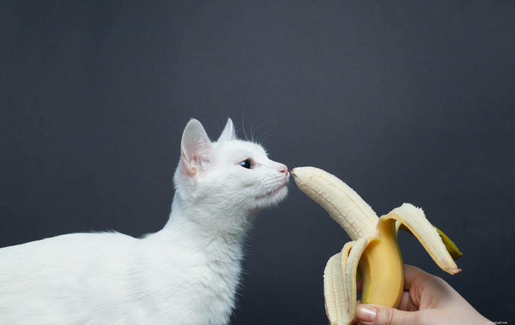 19 Odors Your Cat Absolutely Dislikes – Keep Your Feline Safe