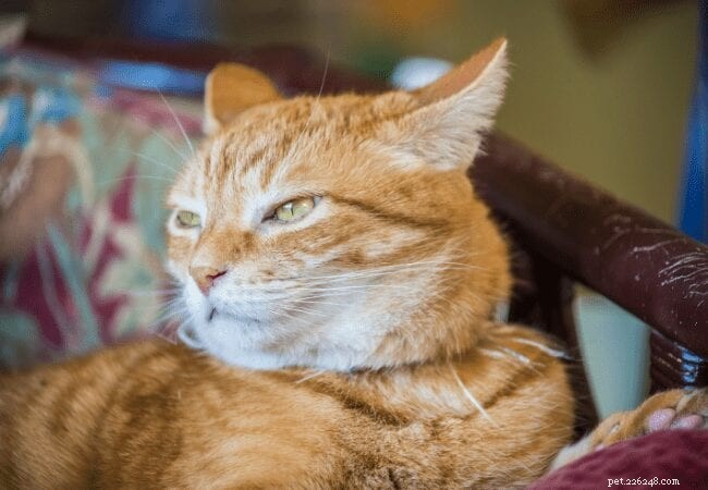 19 Odors Your Cat Absolutely Dislikes – Keep Your Feline Safe