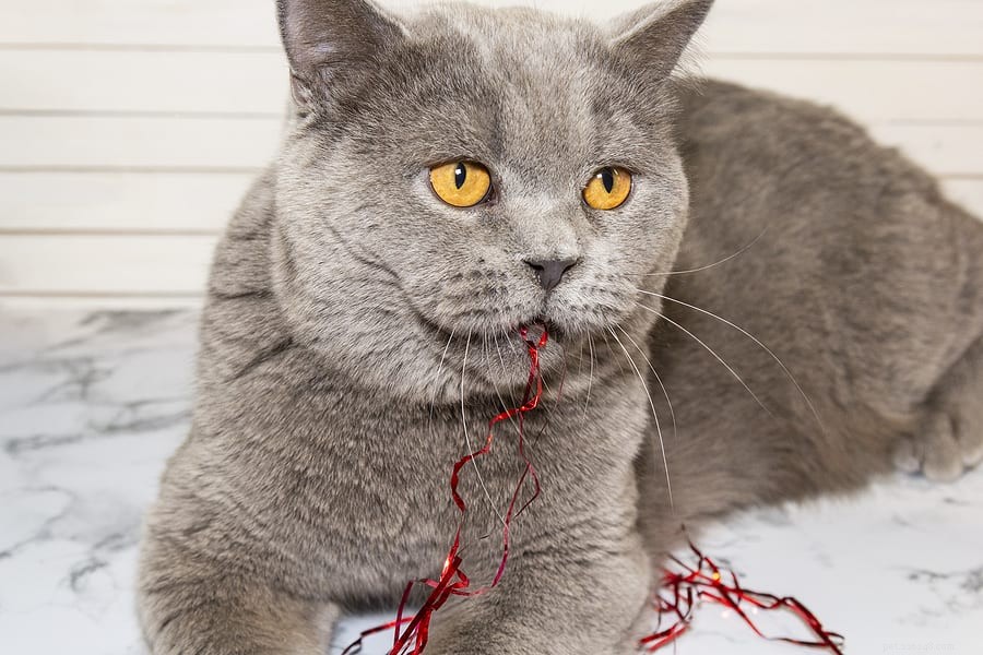 Why Your Cat Should Avoid Yarn: Health Risks Explained