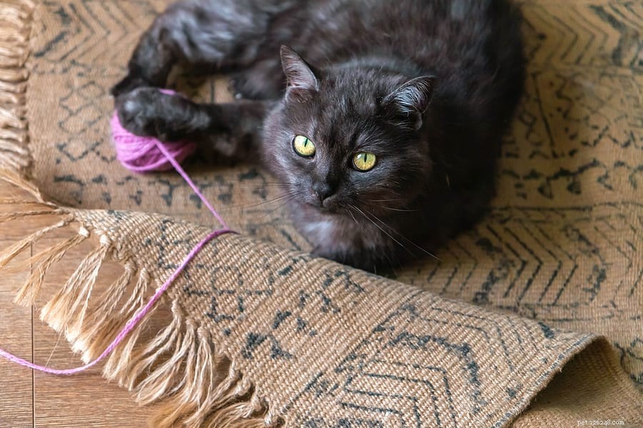 Why Your Cat Should Avoid Yarn: Health Risks Explained