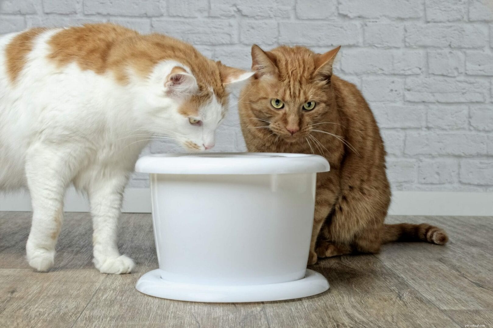 Cat Water Fountains vs Bowls: How a Fountain Keeps Your Cat Healthier