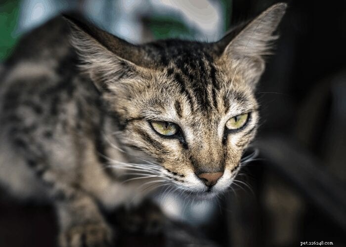 Understanding Fear Aggression in Cats: Causes, Signs, and Solutions