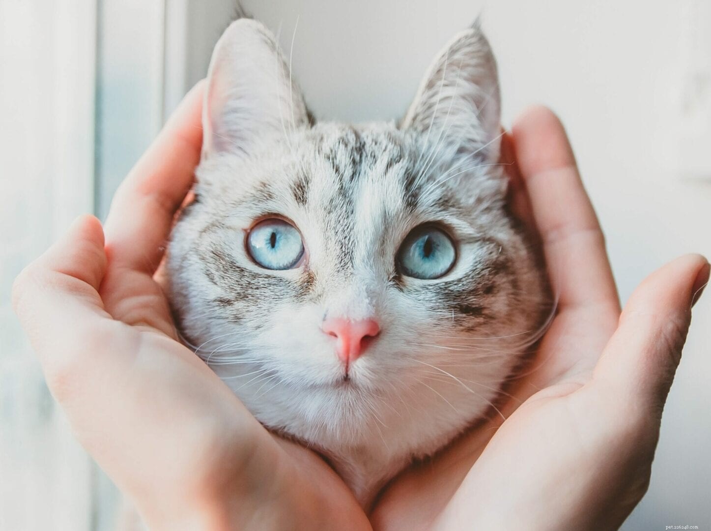 Recognizing Separation Anxiety in Cats: Key Signs and Solutions