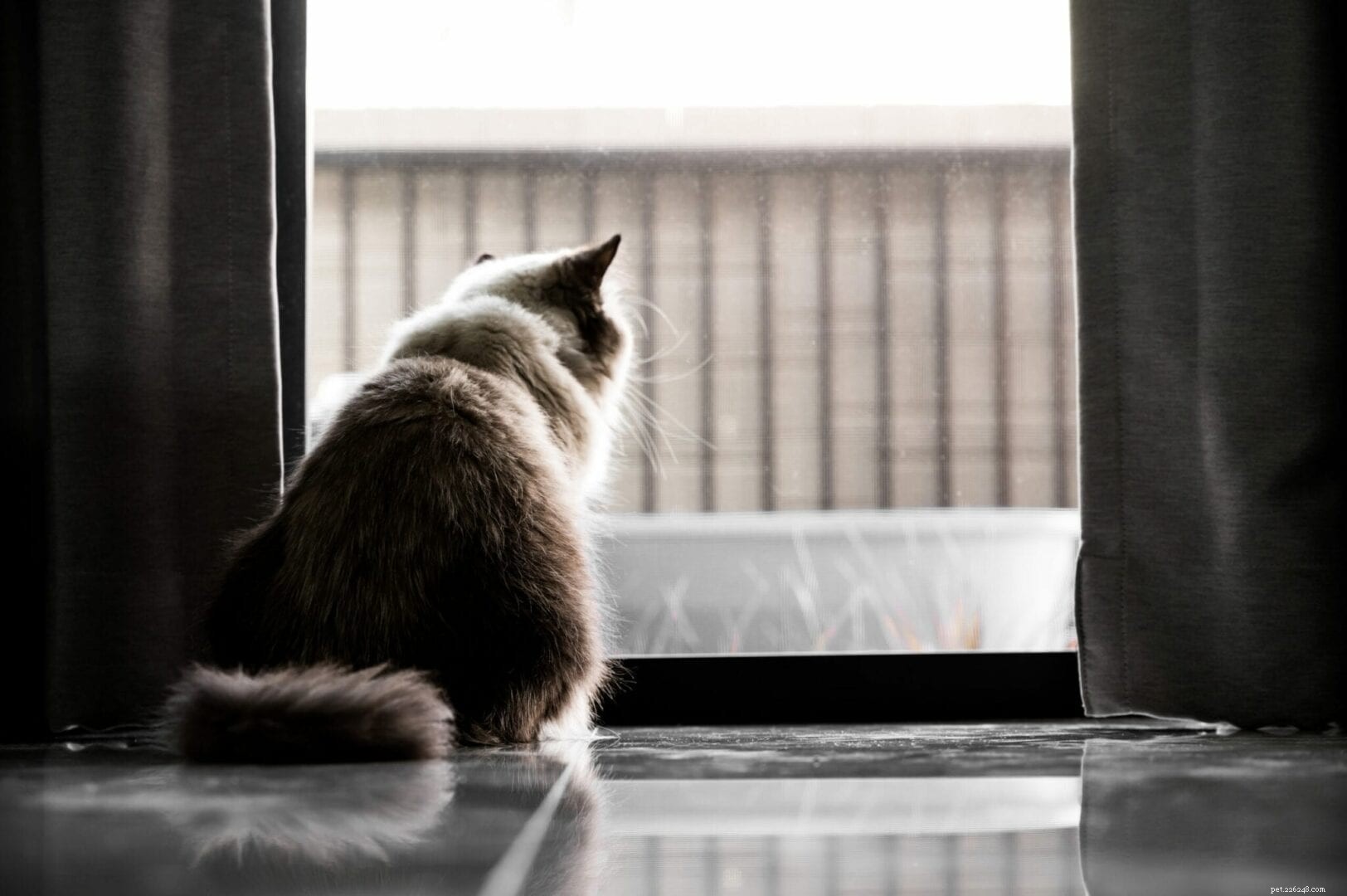 Recognizing Separation Anxiety in Cats: Key Signs and Solutions