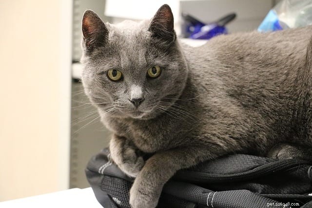 When Does Your Cat Become Senior? Age Milestones & Care Tips