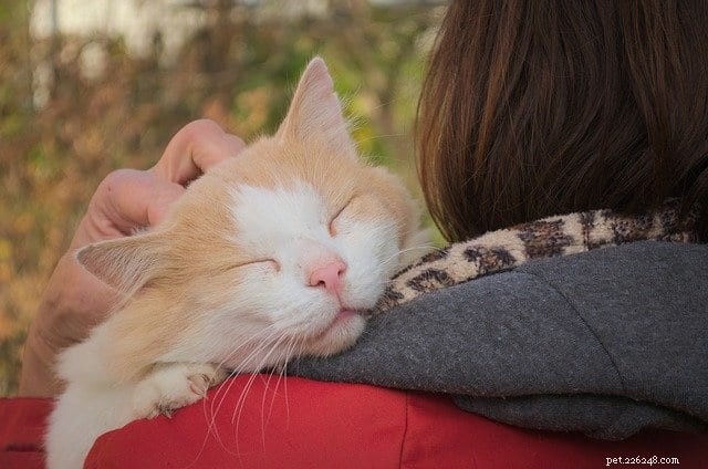 When Does Your Cat Become Senior? Age Milestones & Care Tips