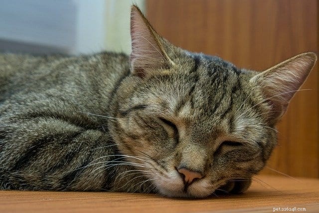 When Does Your Cat Become Senior? Age Milestones & Care Tips
