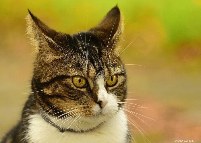 7 Expert Tips for Maintaining Clean & Healthy Cat Ears
